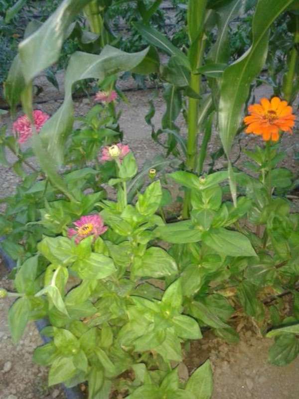 Name:  Resim 498-800.jpg
Views: 755
Size:  55.7 KB
