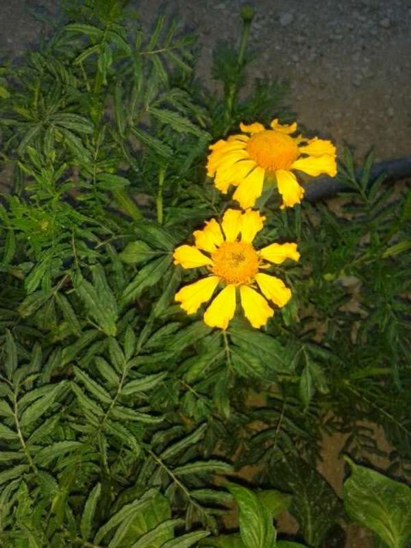 Name:  Resim 516-800.jpg
Views: 816
Size:  58.8 KB