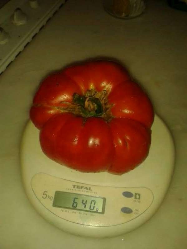 Name:  Resim 489-800.jpg
Views: 711
Size:  22.7 KB