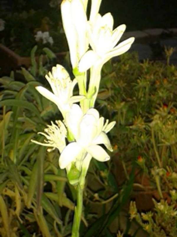 Name:  Resim 529-800.jpg
Views: 720
Size:  40.3 KB