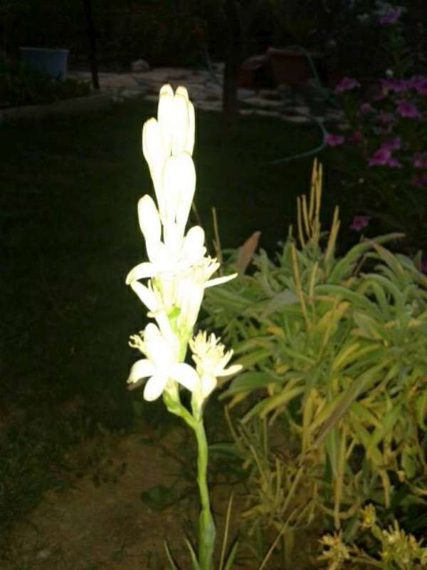 Name:  Resim 530-800.jpg
Views: 707
Size:  35.6 KB