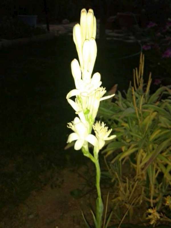 Name:  Resim 535-800.jpg
Views: 773
Size:  31.0 KB