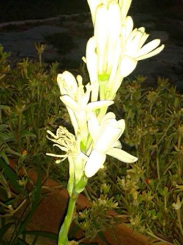 Name:  Resim 536-800.jpg
Views: 739
Size:  42.9 KB