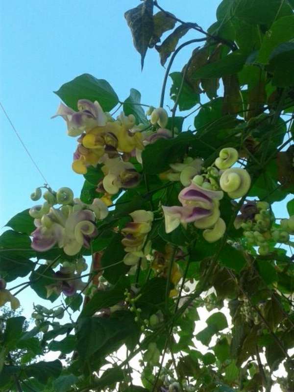 Name:  Resim 540-800.jpg
Views: 707
Size:  53.2 KB