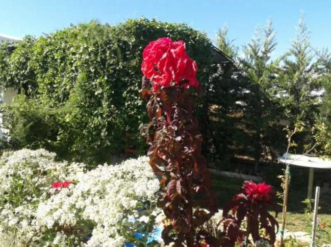 Name:  Resim 559-800.jpg
Views: 740
Size:  70.3 KB