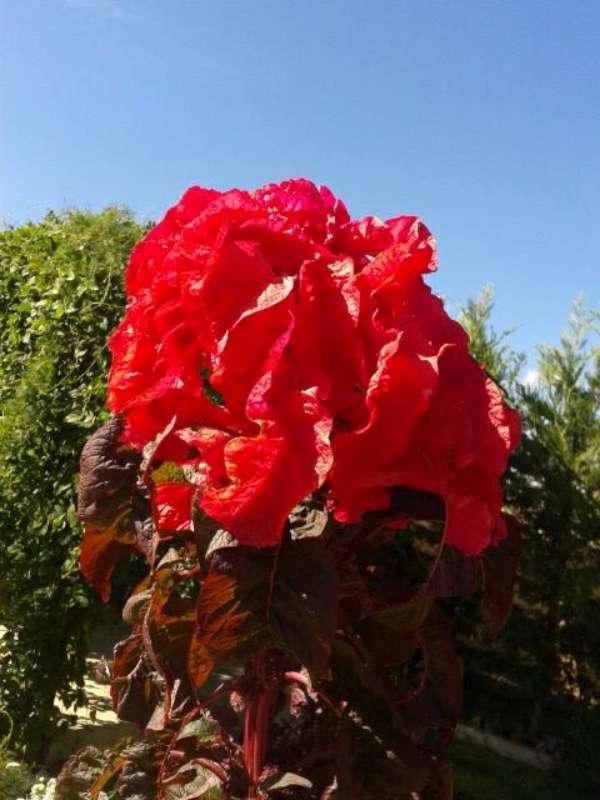 Name:  Resim 563-800.jpg
Views: 796
Size:  47.7 KB