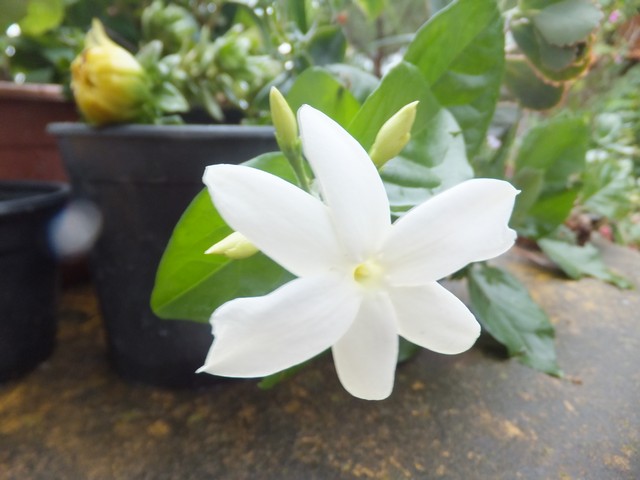Name:  DSCF2266.jpg
Views: 162
Size:  62.3 KB
