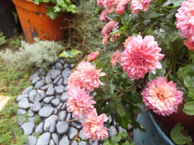Name:  DSCF2288.jpg
Views: 312
Size:  59.3 KB
