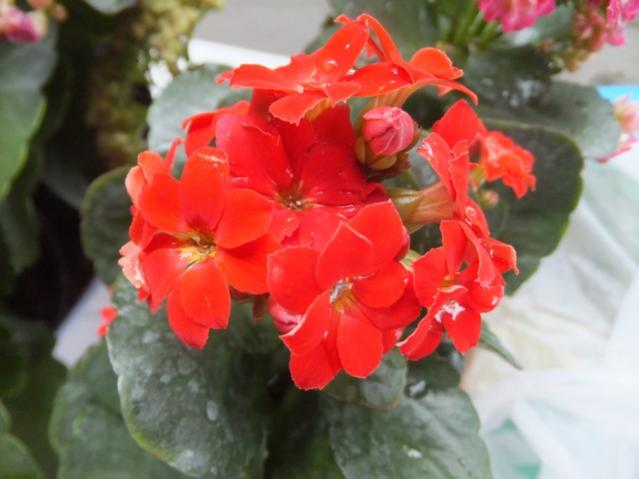 Name:  DSCF2293.jpg
Views: 301
Size:  35.0 KB