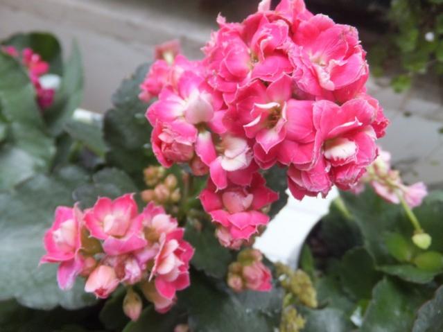 Name:  DSCF2295.jpg
Views: 333
Size:  38.7 KB