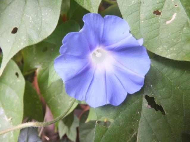 Name:  DSCF2304.jpg
Views: 305
Size:  35.1 KB