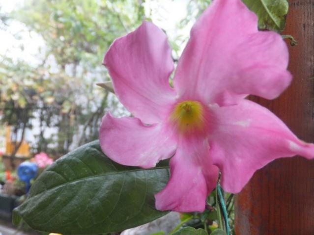 Name:  DSCF2305.jpg
Views: 310
Size:  34.6 KB
