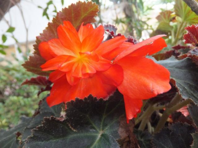 Name:  DSCF2310.jpg
Views: 294
Size:  40.7 KB