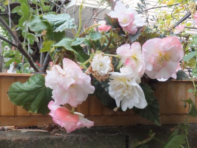 Name:  DSCF2312.jpg
Views: 308
Size:  51.2 KB