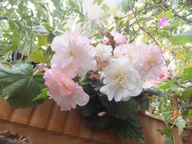 Name:  DSCF2314.jpg
Views: 292
Size:  50.8 KB