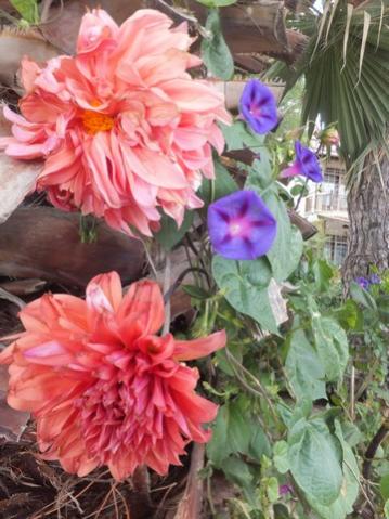 Name:  DSCF2327.jpg
Views: 301
Size:  38.2 KB