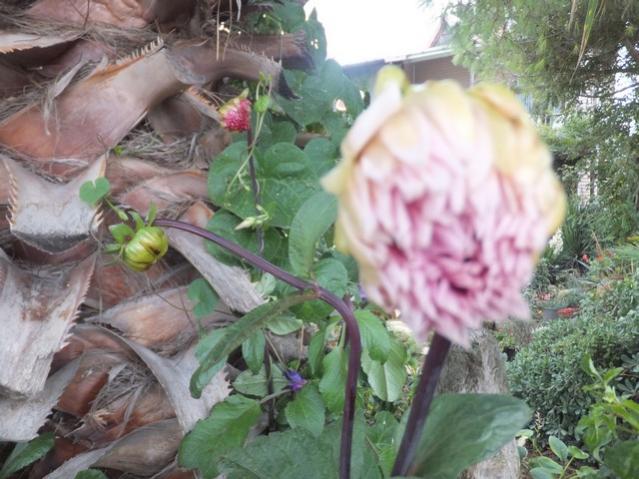 Name:  DSCF2328.jpg
Views: 273
Size:  54.6 KB