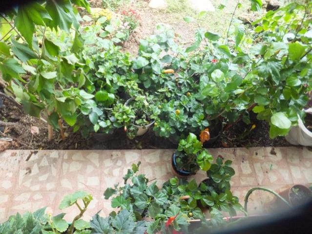 Name:  DSCF2337.jpg
Views: 288
Size:  66.9 KB