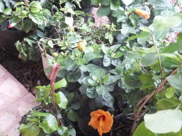 Name:  DSCF2340.jpg
Views: 275
Size:  60.3 KB