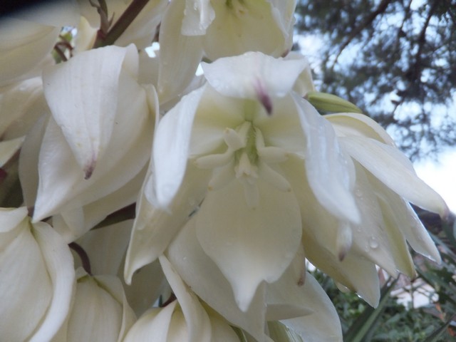 Name:  DSCF2344.jpg
Views: 276
Size:  64.5 KB