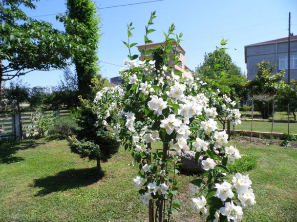 Name:  027-027.jpg
Views: 708
Size:  71.0 KB