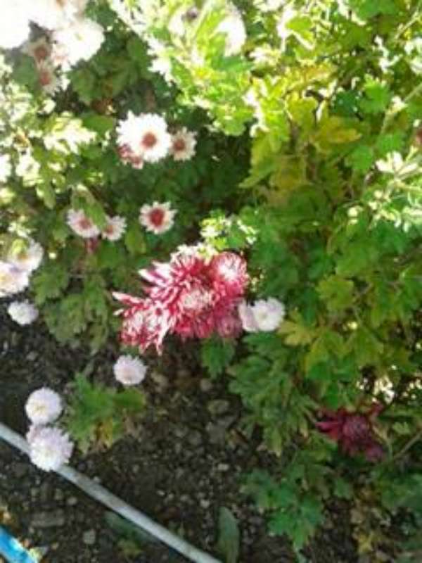 Name:  resim 619-800.jpg
Views: 683
Size:  54.5 KB
