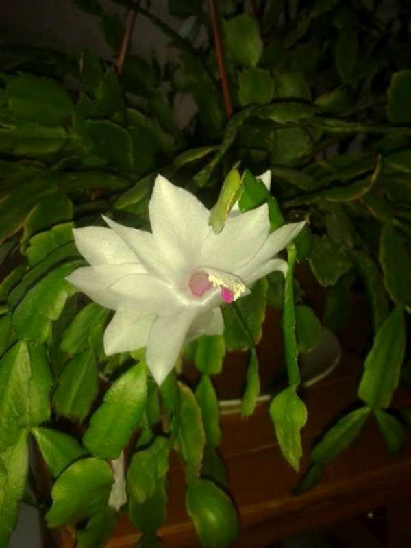 Name:  resim 630,-800.jpg
Views: 662
Size:  33.7 KB