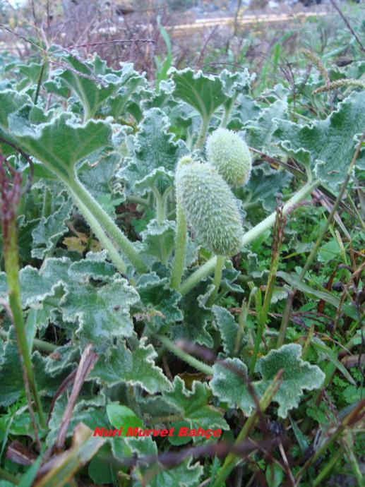 Name:  4 Eek hyar (Ecballium elaterium).jpg
Views: 3033
Size:  77.5 KB