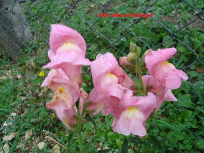 Name:  Nuri Murvet Bahe 02.jpg
Views: 1303
Size:  55.7 KB