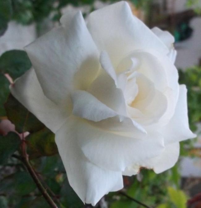 Name:  DSCF4119.jpg
Views: 730
Size:  31.2 KB