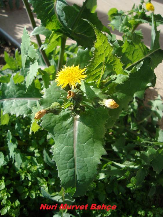 Name:  Nuri Murvet Bahe 07.jpg
Views: 1551
Size:  75.0 KB
