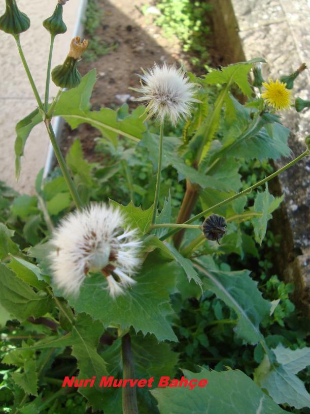 Name:  Nuri Murvet Bahe 09.jpg
Views: 1496
Size:  72.1 KB