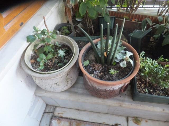 Name:  DSCF2372.jpg
Views: 233
Size:  47.6 KB