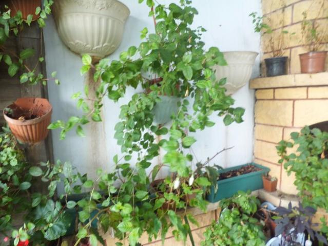 Name:  DSCF2385.jpg
Views: 241
Size:  53.5 KB