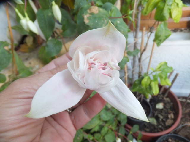 Name:  DSCF2390.jpg
Views: 222
Size:  68.4 KB