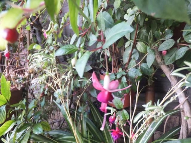 Name:  DSCF2395.jpg
Views: 211
Size:  67.6 KB