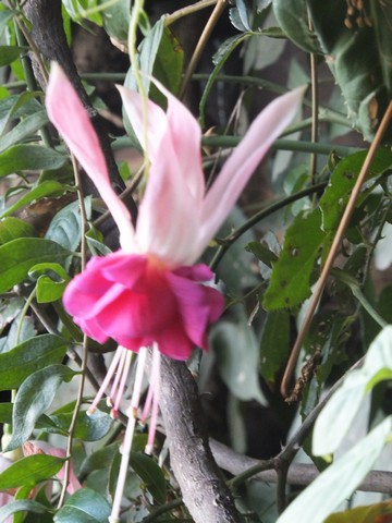 Name:  DSCF2400.jpg
Views: 202
Size:  68.5 KB