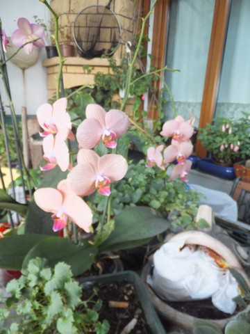 Name:  DSCF2408.jpg
Views: 167
Size:  61.8 KB