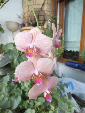 Name:  DSCF2409.jpg
Views: 180
Size:  53.9 KB