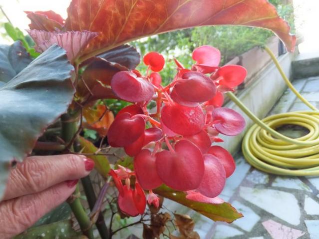 Name:  DSCF2419.jpg
Views: 185
Size:  46.4 KB