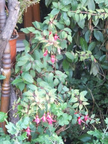 Name:  DSCF2432.jpg
Views: 285
Size:  42.0 KB