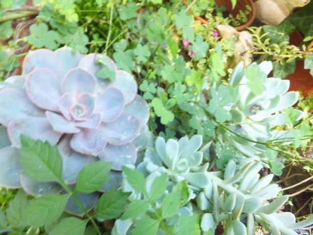 Name:  DSCF2447.jpg
Views: 514
Size:  50.0 KB