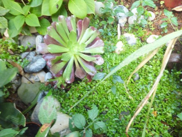 Name:  DSCF2448.jpg
Views: 569
Size:  63.5 KB