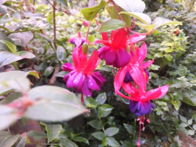 Name:  DSCF2454.jpg
Views: 264
Size:  51.6 KB
