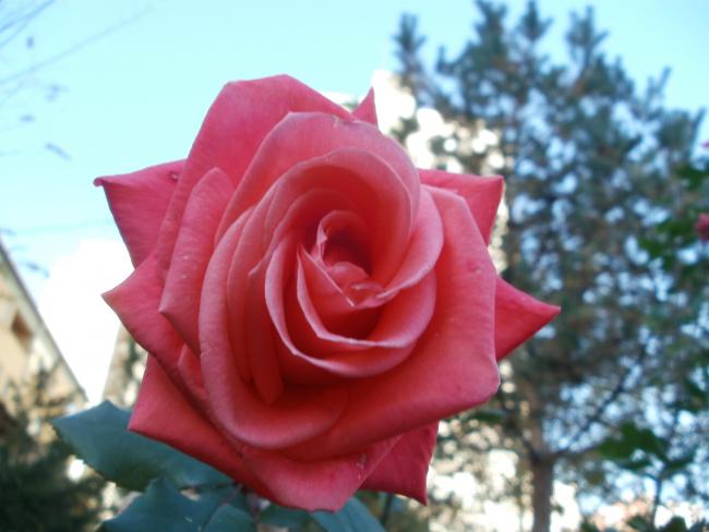 Name:  PB300091a.jpg
Views: 412
Size:  37.5 KB