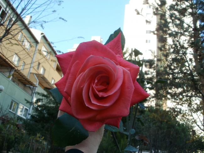 Name:  PB300094a.jpg
Views: 408
Size:  51.7 KB