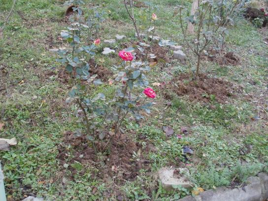 Name:  PB300097a.jpg
Views: 427
Size:  70.4 KB