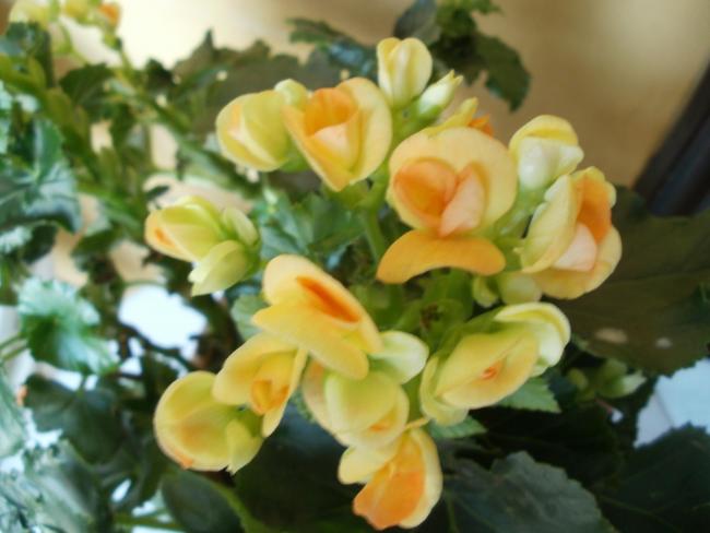Name:  PB300076a.jpg
Views: 408
Size:  36.9 KB