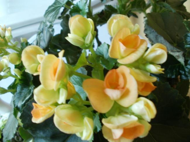 Name:  PB300077a.jpg
Views: 419
Size:  41.5 KB