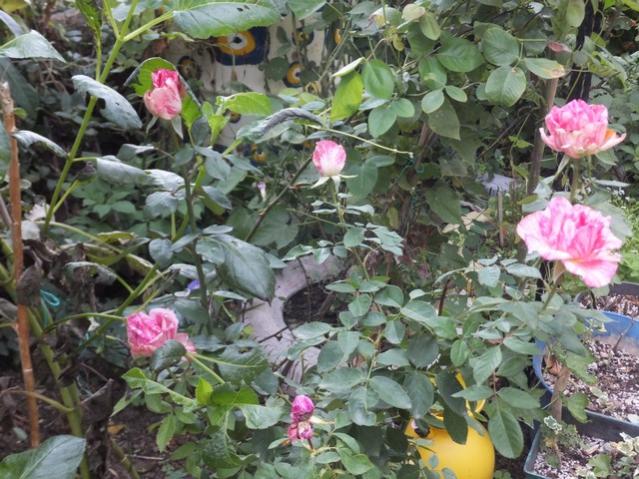 Name:  DSCF2487.jpg
Views: 257
Size:  69.0 KB